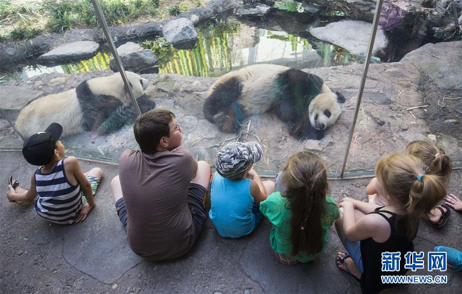 （国际·一周看天下）（4）大熊猫“热”