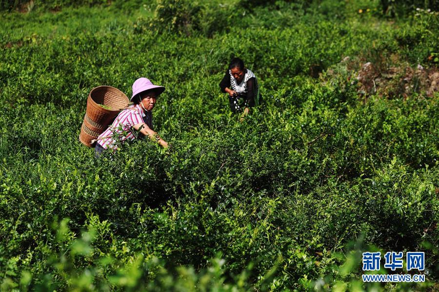#（社会）（2）重庆黔江：藤蔓长成致富茶