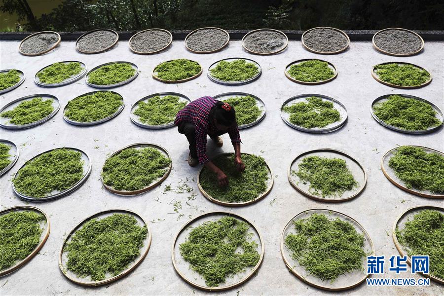 #（社会）（1）重庆黔江：藤蔓长成致富茶