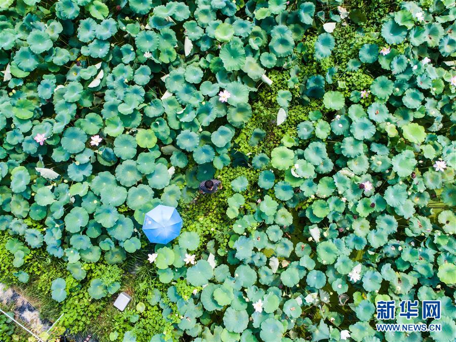 （经济）（3）杭州临安：土地流转打造生态荷花园
