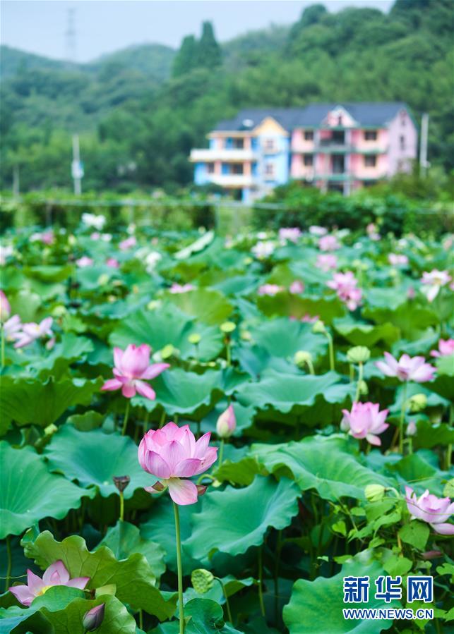 （經濟）（4）杭州臨安：土地流轉打造生態荷花園