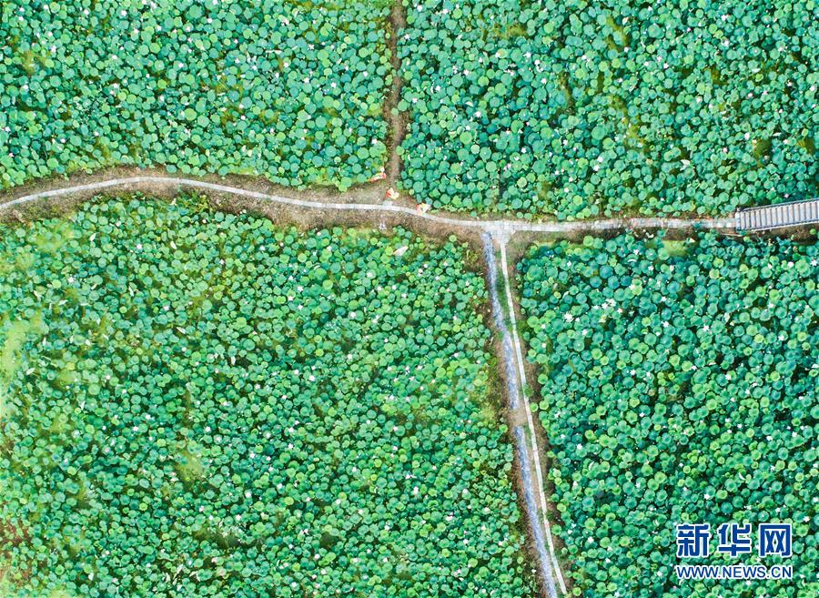 （经济）（5）杭州临安：土地流转打造生态荷花园