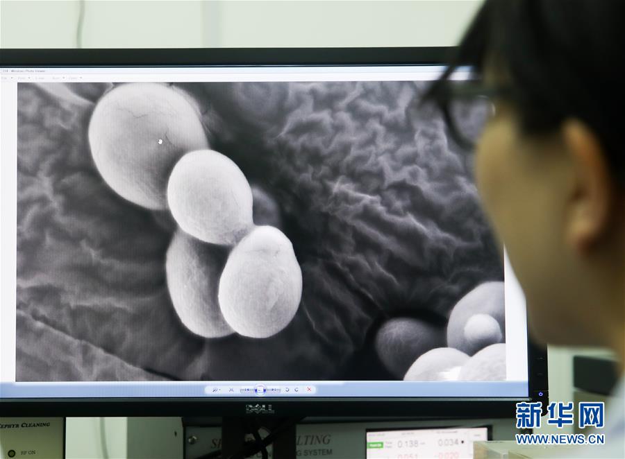 （科技）（3）中国“创造”世界首例单条染色体真核细胞
