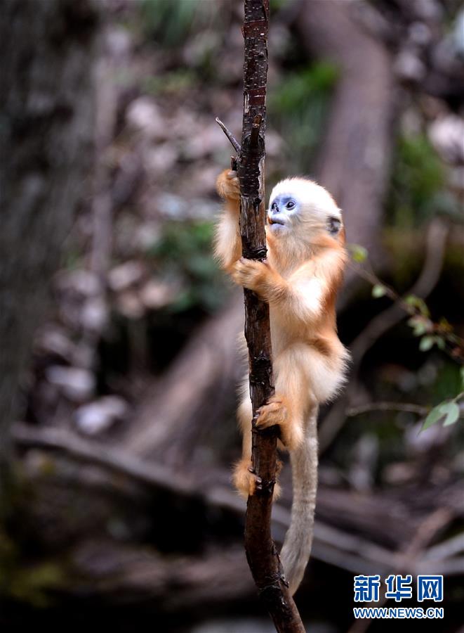 （生態）（6）密林中的精靈——秦嶺金絲猴