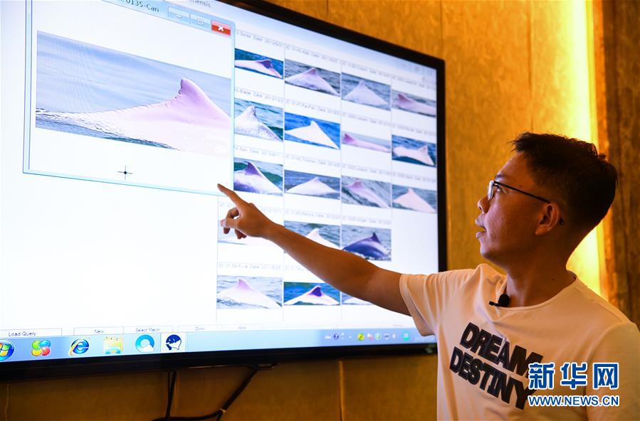 （圖文互動）（2）粵港澳籌建中華白海豚保護聯盟 