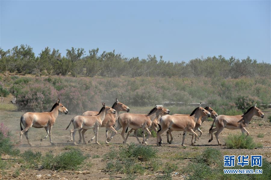 （图文互动）（1）蒙古野驴群回归古尔班通古特沙漠边缘