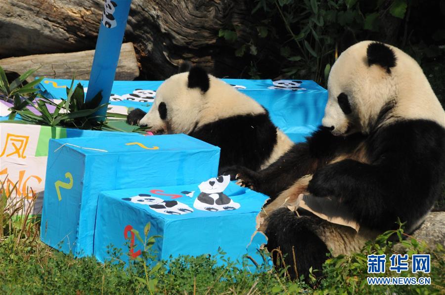 （国际·一周看天下）大熊猫庆生