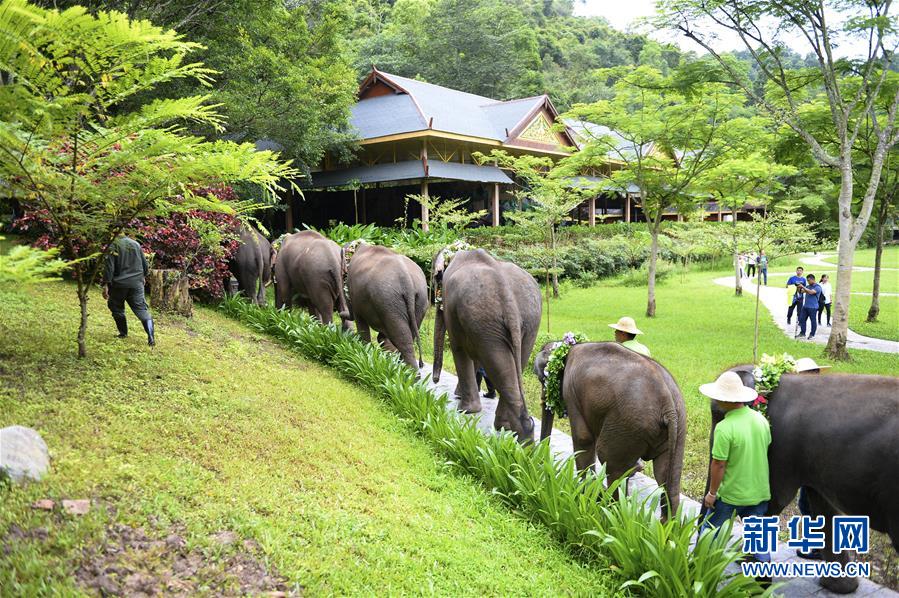 （社會）（2）雲南西雙版納舉辦世界大象日活動