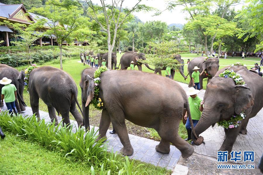 （社會）（5）雲南西雙版納舉辦世界大象日活動