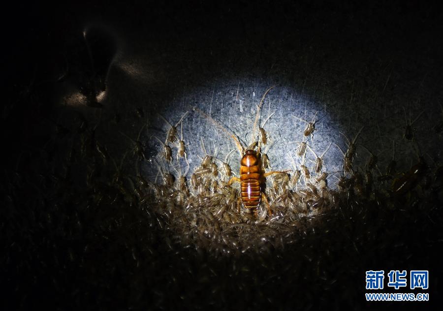 （图片故事）（3）“蟑螂先生”驯虫记