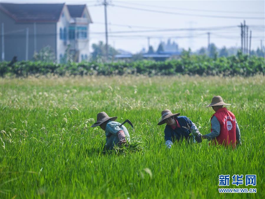 （經濟）（2）浙江湖州：龜鱉養殖棚變身生態水稻田