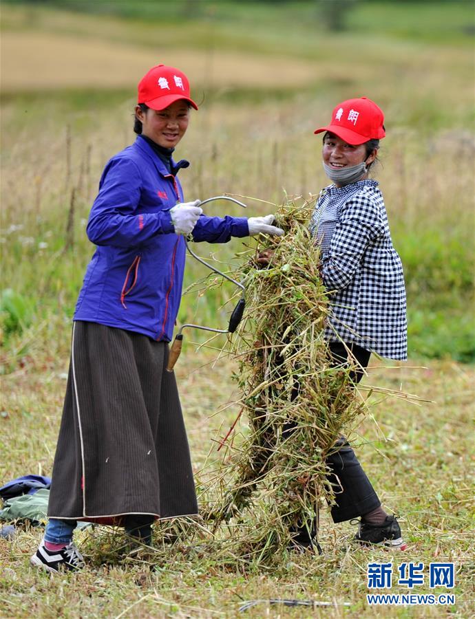 （经济）（2）西藏林芝巴宜区牧草丰收
