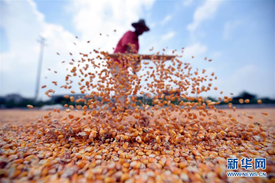 #（经济）（3）山东郯城十万余亩玉米丰收