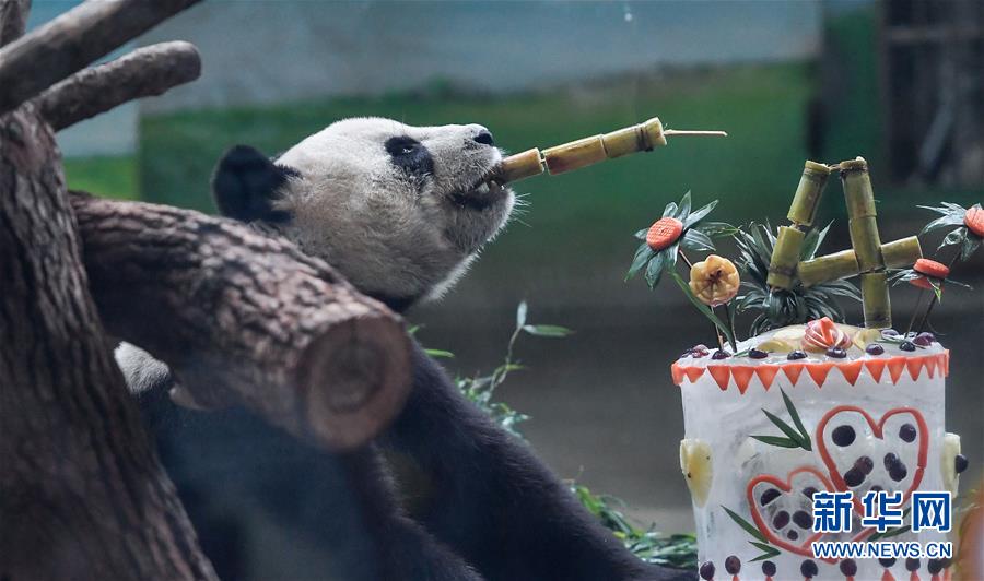 （社會）（3）大陸贈臺大熊貓“團團”“圓圓”歡度14歲生日