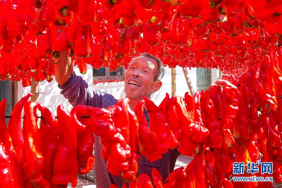#（经济）（1）新疆哈密：三塘湖辣椒火红丰收