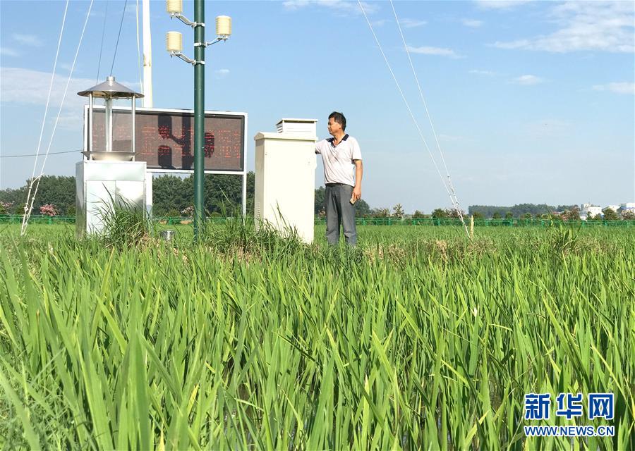（新华全媒头条·图文互动）（4）最年轻的节日 最悠久的牵念——写给首个中国农民丰收节