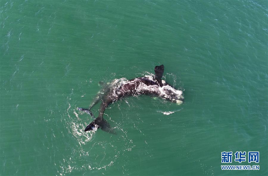 （国际）（1）第27届鲸鱼节南非赫曼纽斯开幕
