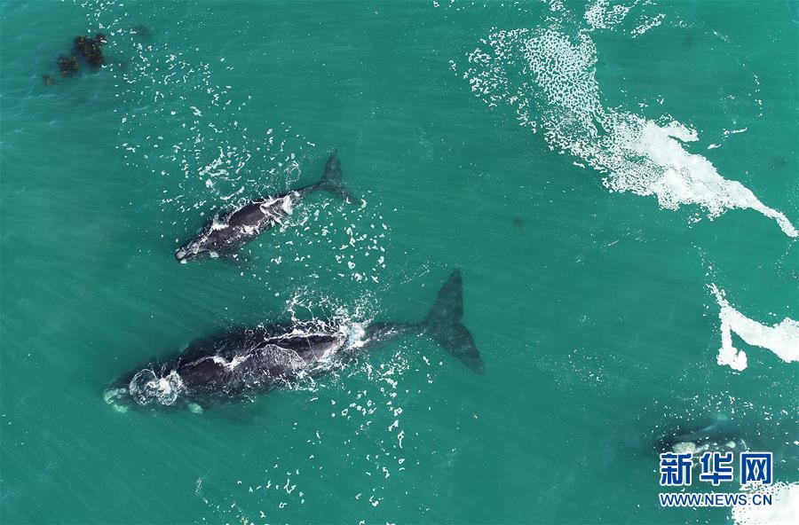 （国际）（3）第27届鲸鱼节南非赫曼纽斯开幕