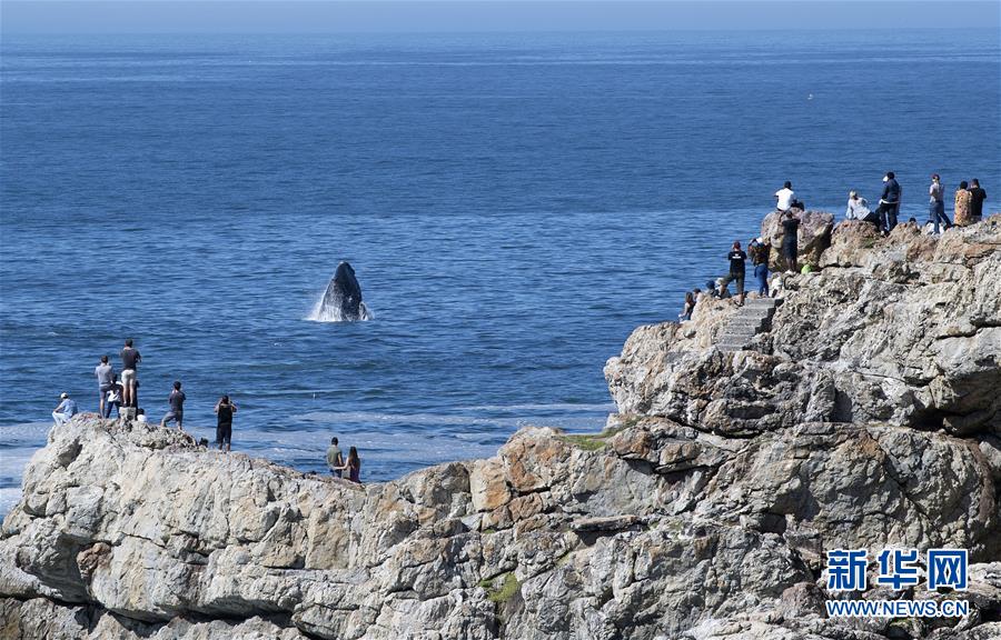 （国际）（5）第27届鲸鱼节南非赫曼纽斯开幕