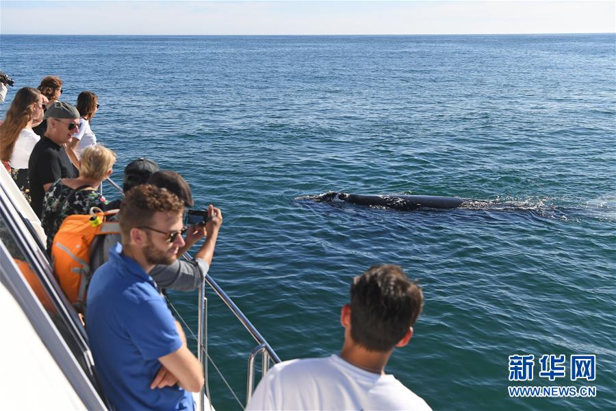 （国际）（6）第27届鲸鱼节南非赫曼纽斯开幕