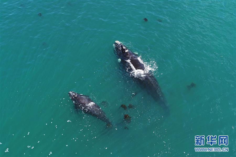 （国际）（7）第27届鲸鱼节南非赫曼纽斯开幕