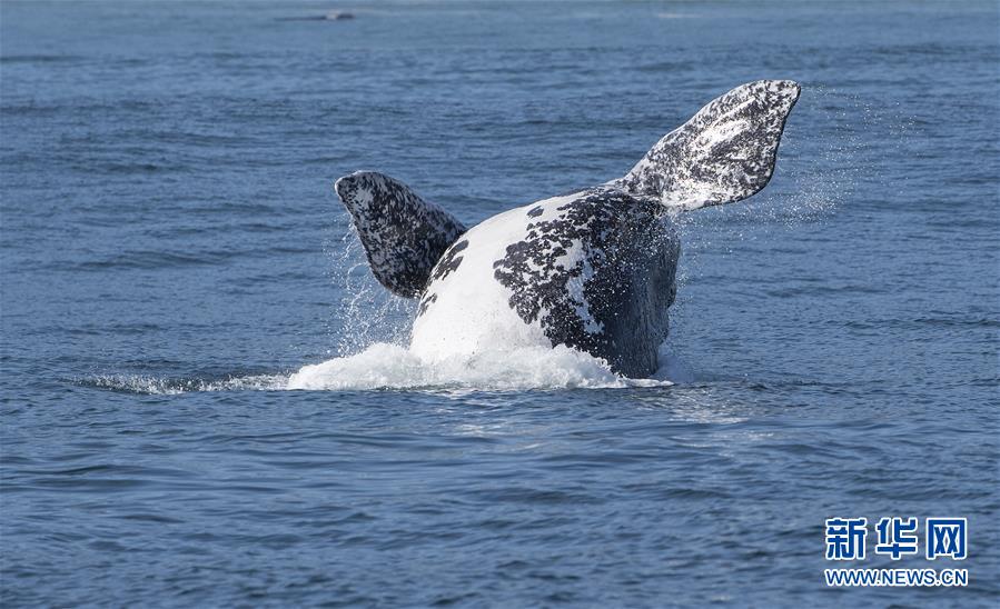 （国际）（9）第27届鲸鱼节南非赫曼纽斯开幕
