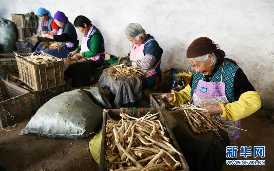 #（经济）（4）发挥桔梗产业优势 助力脱贫攻坚