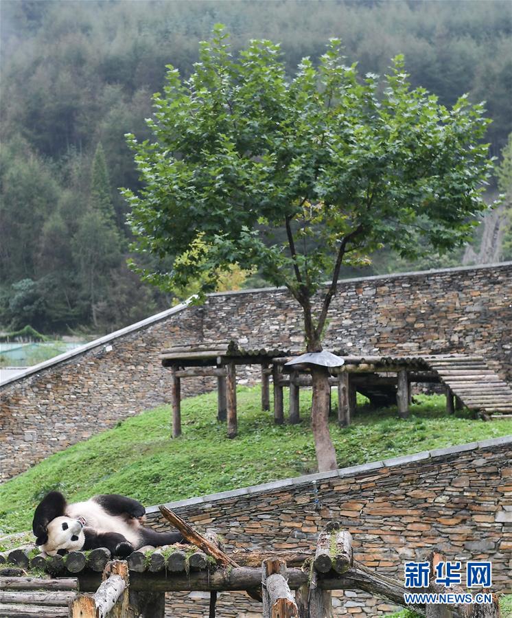 这是在中国大熊猫保护研究中心卧龙神树坪基地拍摄的大熊猫(2017年9月