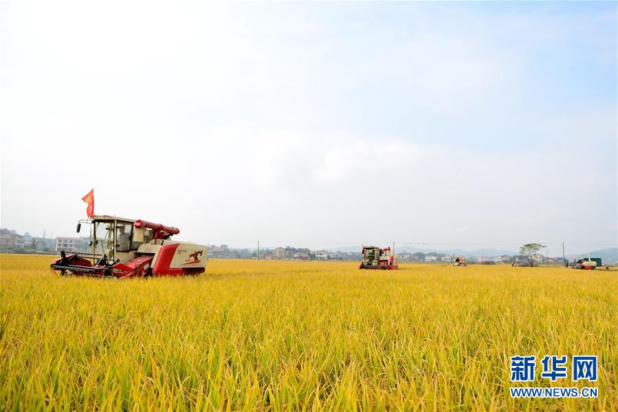 #（社会）（2）湖南双峰：农机合作社收割机集团作业抢收晚稻