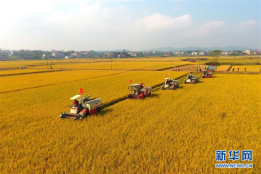 #（社会）（3）湖南双峰：农机合作社收割机集团作业抢收晚稻