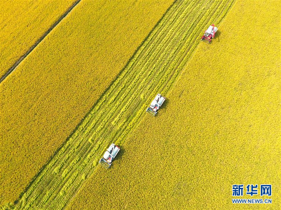 #（社会）（4）湖南双峰：农机合作社收割机集团作业抢收晚稻