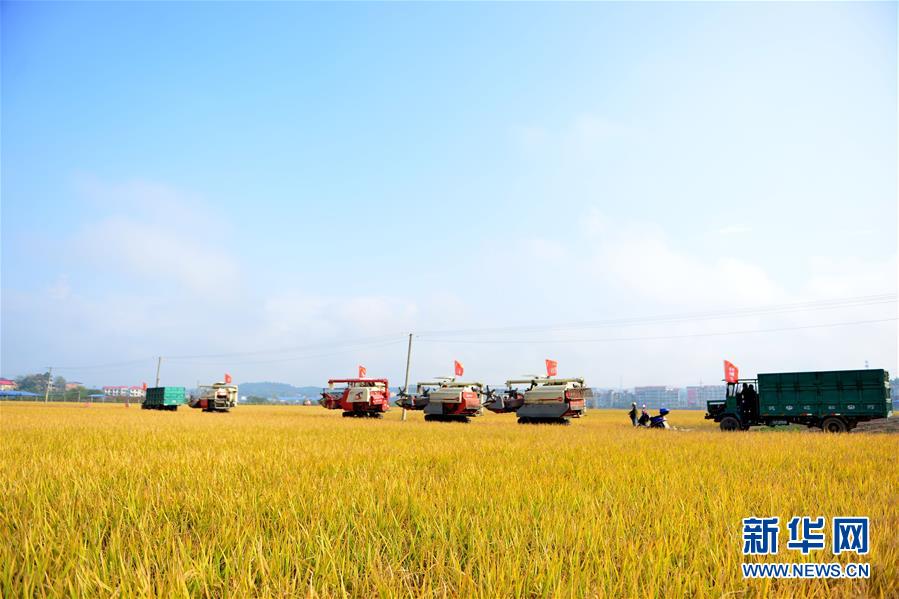 #（社会）（6）湖南双峰：农机合作社收割机集团作业抢收晚稻