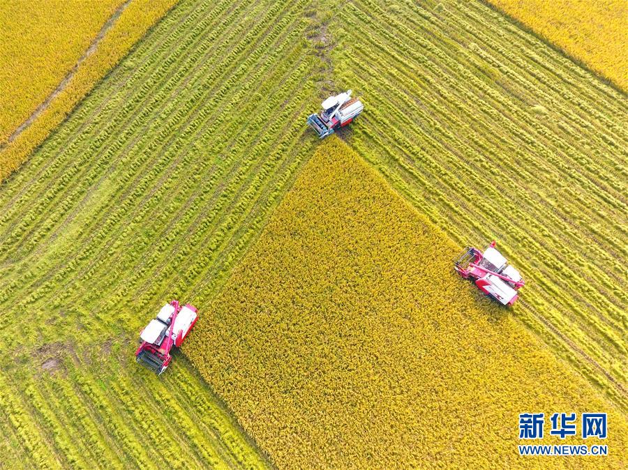 #（社会）（7）湖南双峰：农机合作社收割机集团作业抢收晚稻