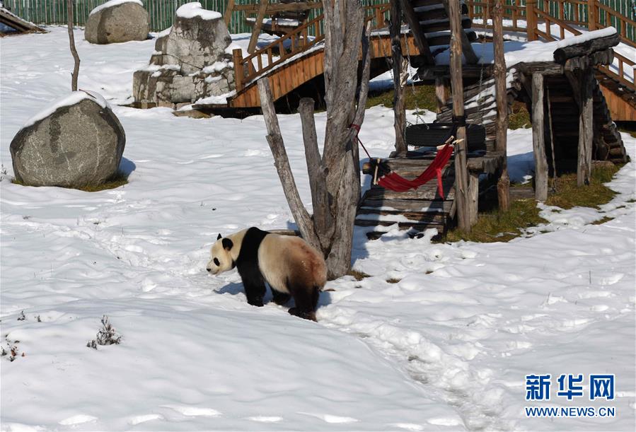 （社會）（3）大熊貓迎來了又一個雪季