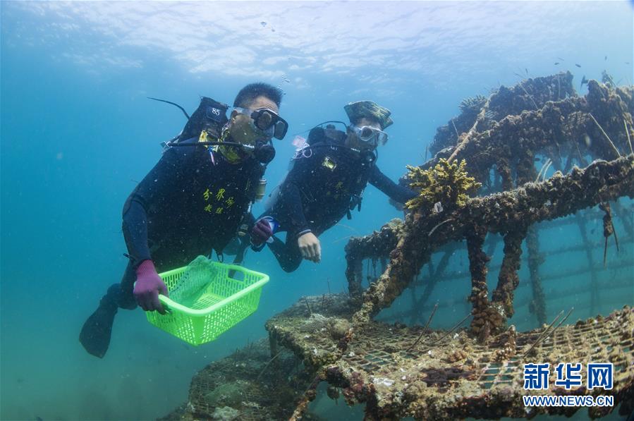 （環境）（2）潛水教練擔任義務珊瑚保育員