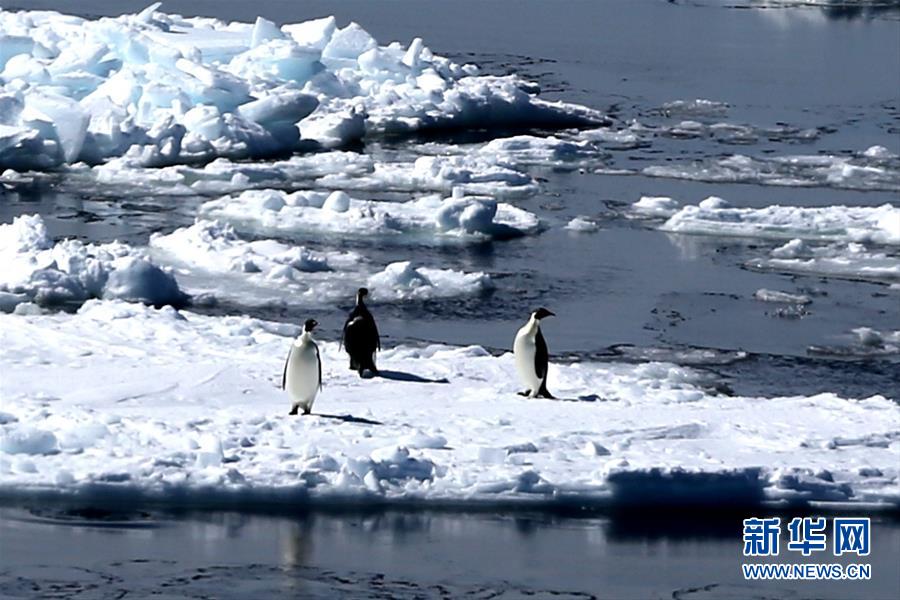 （“雪龍”探南極）（5）“雪龍”號進入南極圈 將開展卸貨作業