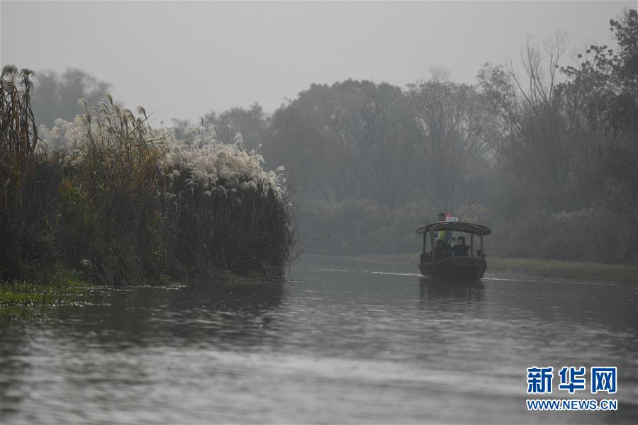 （美丽中国）（4）杭州：初冬湿地赏芦花