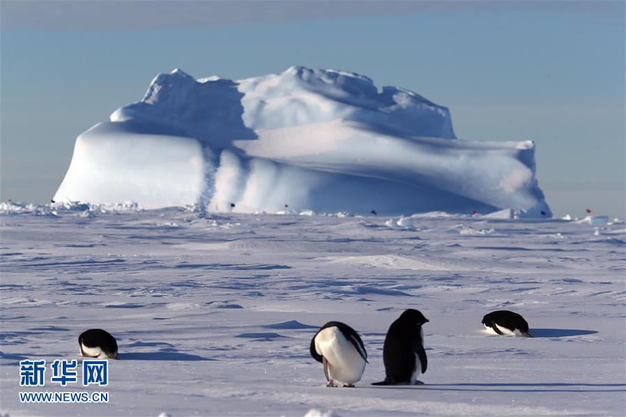 （“雪龙”探南极）（3）“雪龙”号船边的南极企鹅