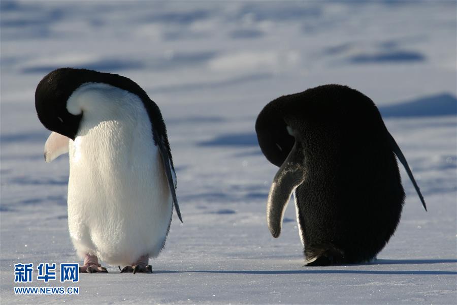 （“雪龙”探南极）（5）“雪龙”号船边的南极企鹅