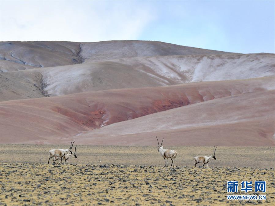 （環境）（4）藏羚羊的家園