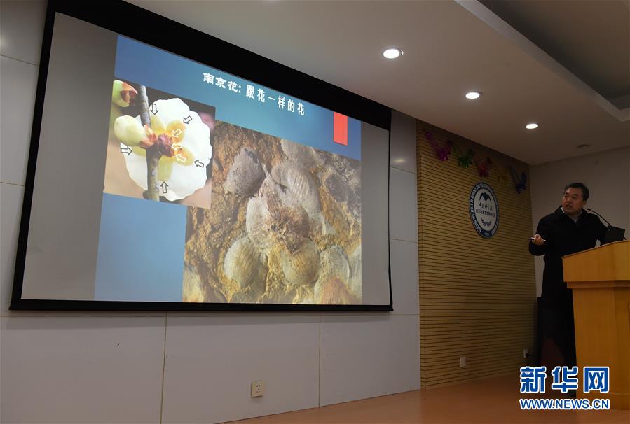 （圖文互動）（2）這朵“南京花”開了1.74億年——科學家發現世界最古老的花朵化石