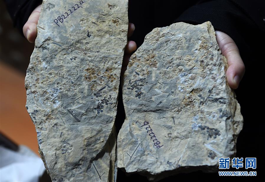 （圖文互動）（3）這朵“南京花”開了1.74億年——科學家發現世界最古老的花朵化石