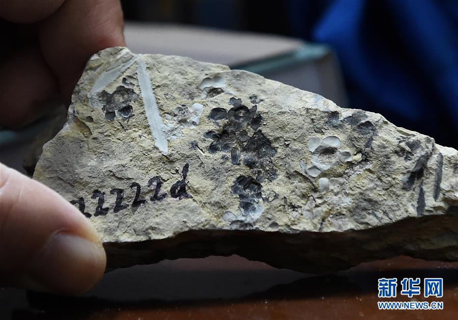 （图文互动）（4）这朵“南京花”开了1.74亿年——科学家发现世界最古老的花朵化石