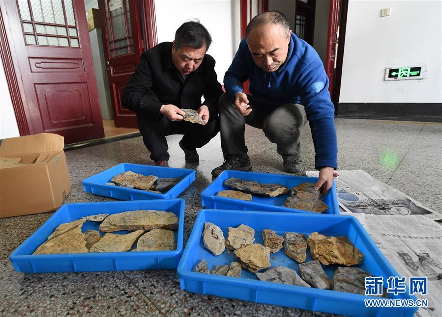 （图文互动）（5）这朵“南京花”开了1.74亿年——科学家发现世界最古老的花朵化石