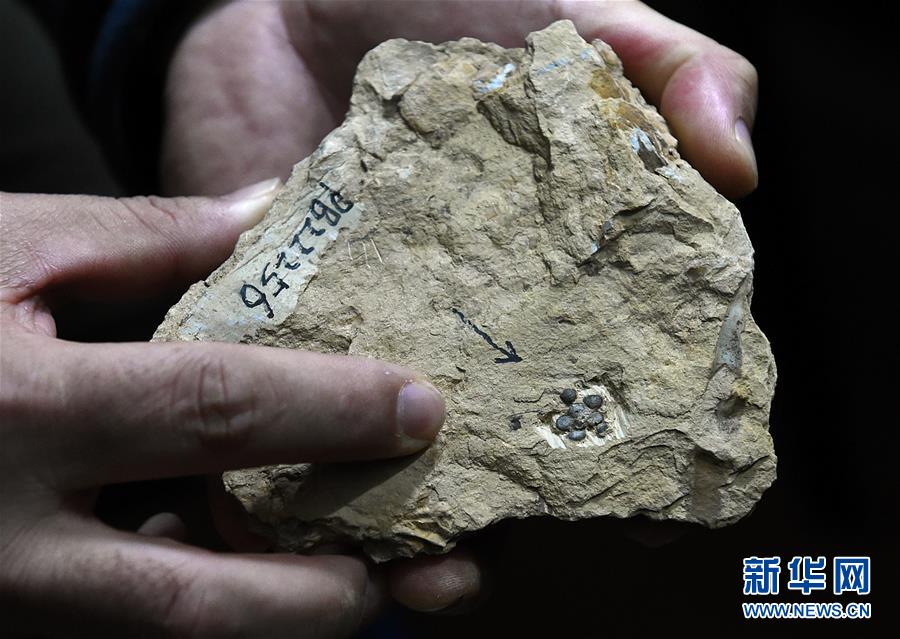 （圖文互動）（6）這朵“南京花”開了1.74億年——科學家發現世界最古老的花朵化石