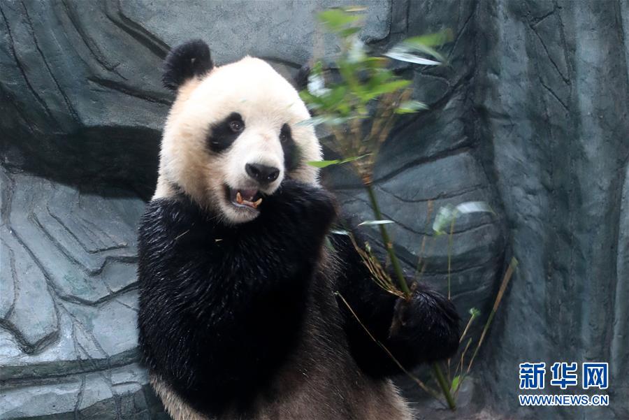 #（社会）（3）大熊猫黄山“安新家”