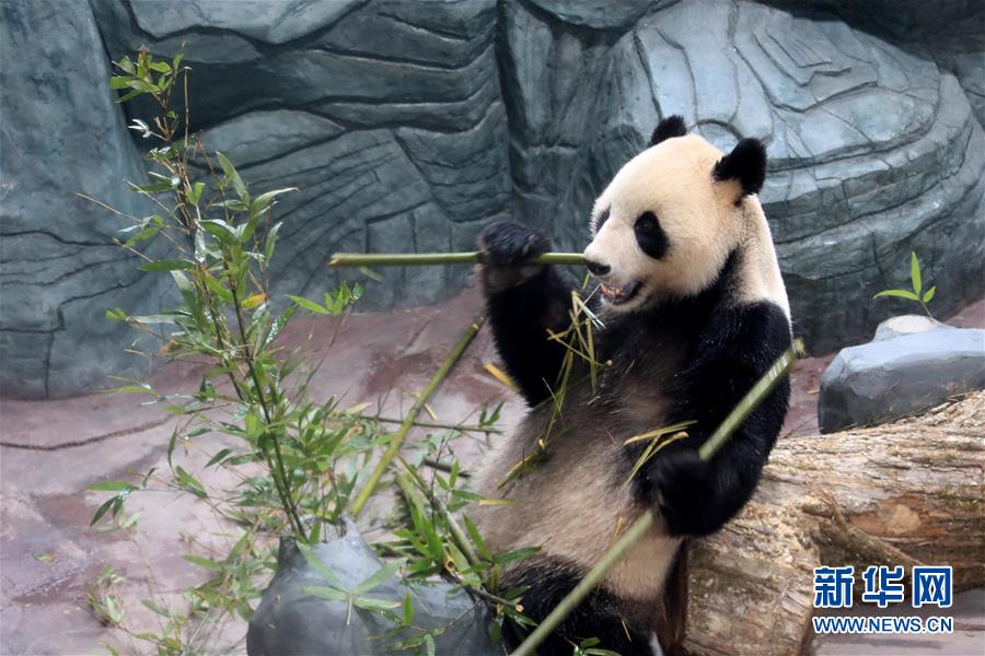 #（社会）（4）大熊猫黄山“安新家”