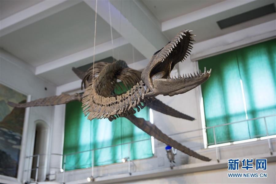 （国际）（2）阿根廷修复罕见的蛇颈龙骨架化石