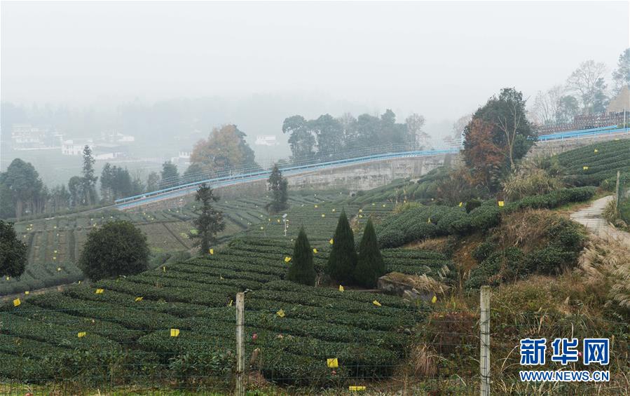 （图文互动）（3）茶马古道接入现代化快速铁路——成雅铁路开通侧记