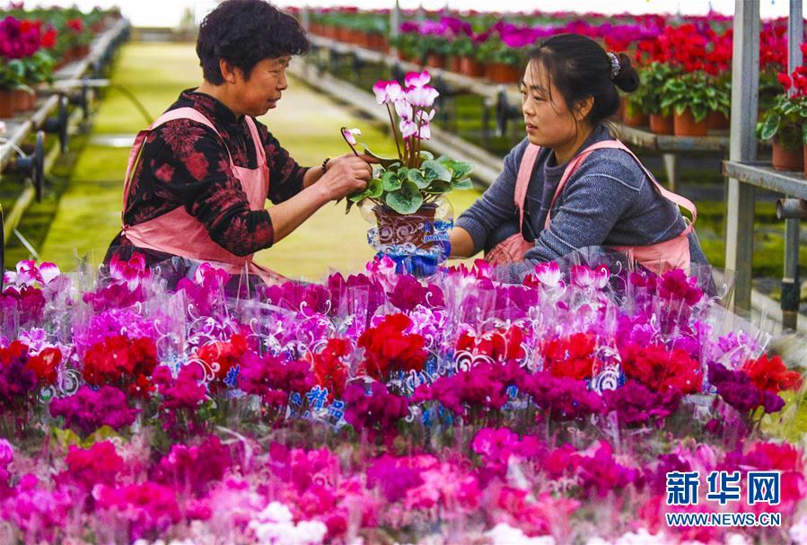 （經濟）（2）河北霸州：40萬盆鮮花扮靚京津兩節市場　